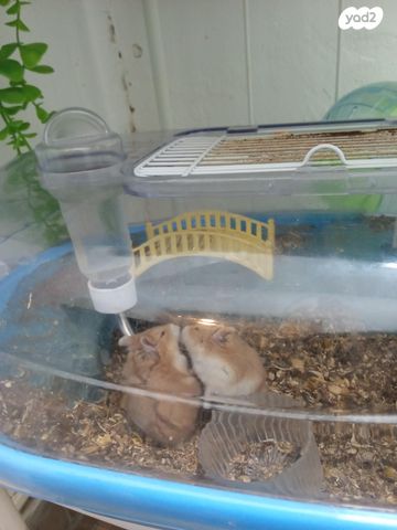 תמונת מודעה - חיות מחמד