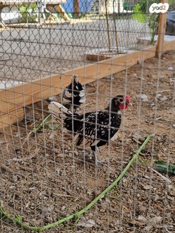 תמונת מודעה - חיות מחמד