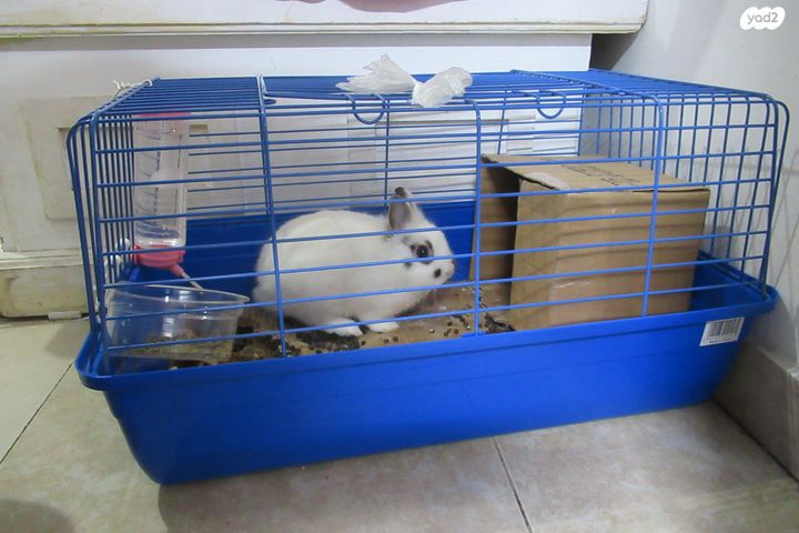 תמונת מודעה - חיות מחמד