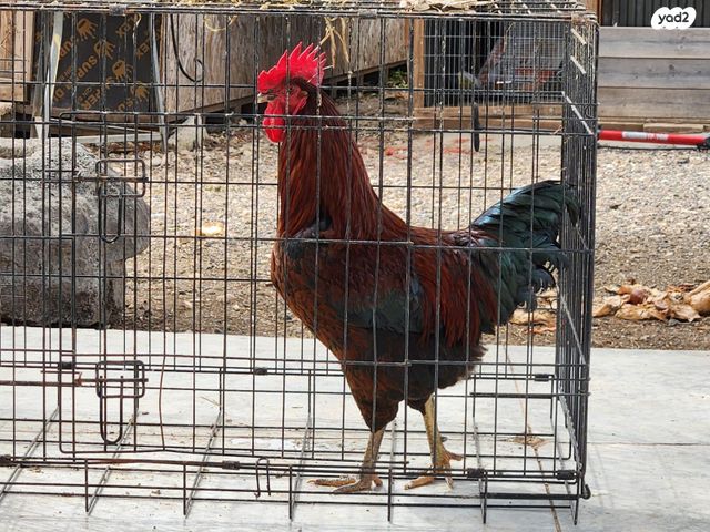 תמונת מודעה - חיות מחמד