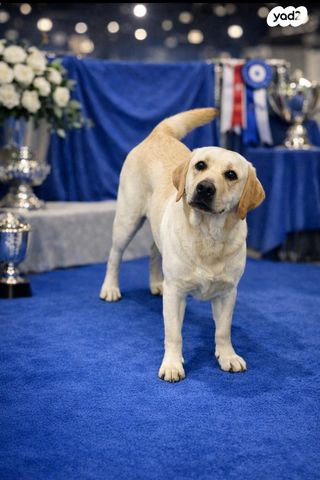 תמונת מודעה - חיות מחמד