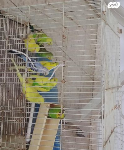 תמונת מודעה - חיות מחמד