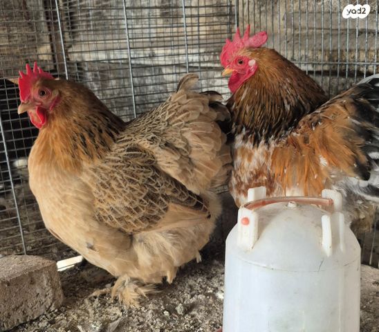 תמונת מודעה - חיות מחמד