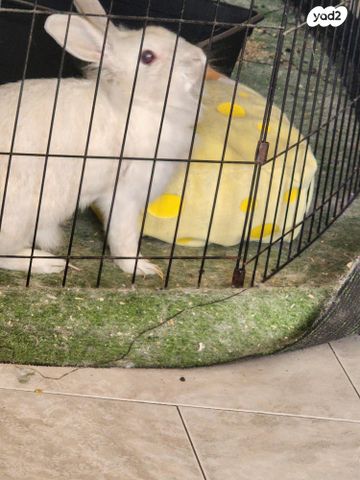 תמונת מודעה - חיות מחמד