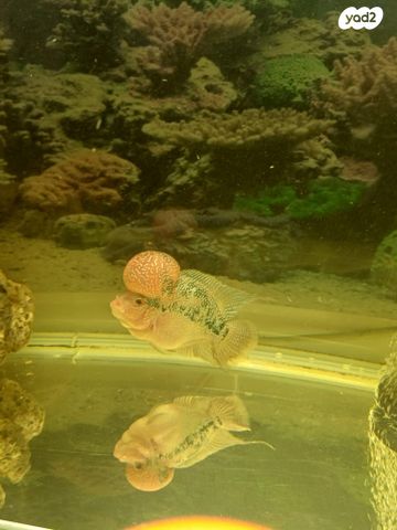 תמונת מודעה - חיות מחמד