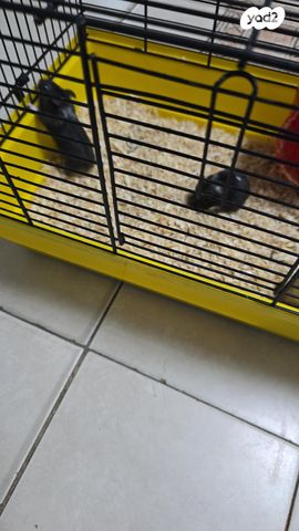 תמונת מודעה - חיות מחמד