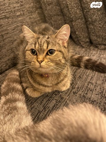 תמונת מודעה - חיות מחמד