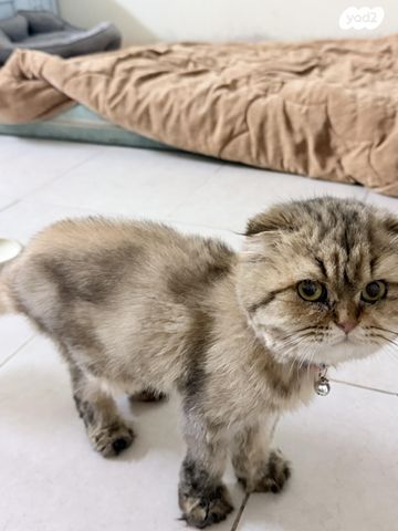 תמונת מודעה - חיות מחמד