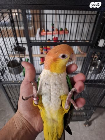 תמונת מודעה - חיות מחמד