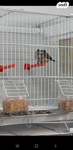 תמונת מודעה - חיות מחמד