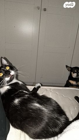 תמונת מודעה - חיות מחמד