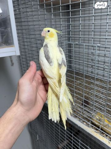 תמונת מודעה - חיות מחמד