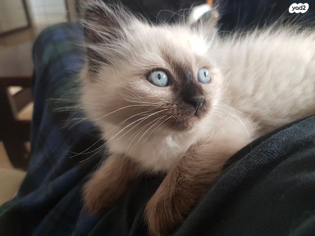 תמונת מודעה - חיות מחמד