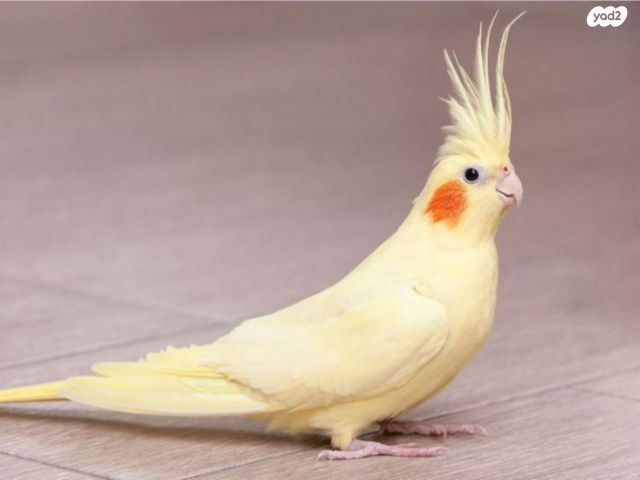 תמונת מודעה - חיות מחמד