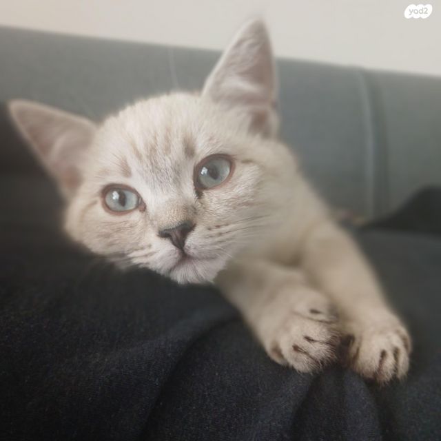 תמונת מודעה - חיות מחמד