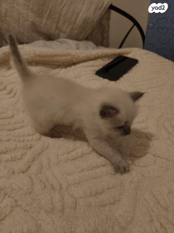 תמונת מודעה - חיות מחמד