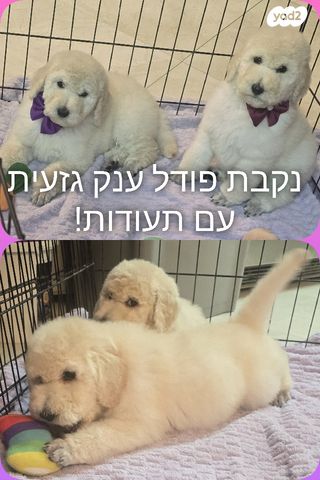 תמונת מודעה - חיות מחמד