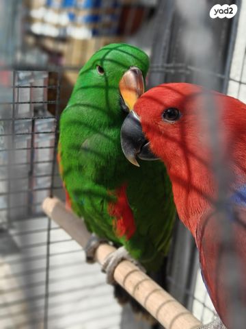 תמונת מודעה - חיות מחמד