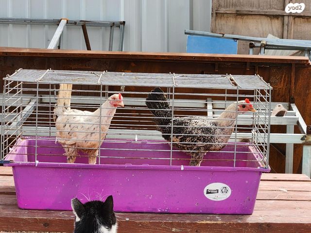 תמונת מודעה - חיות מחמד