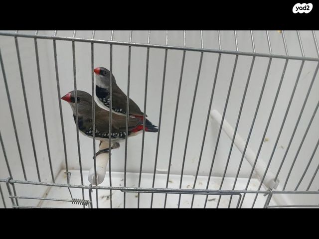 תמונת מודעה - חיות מחמד