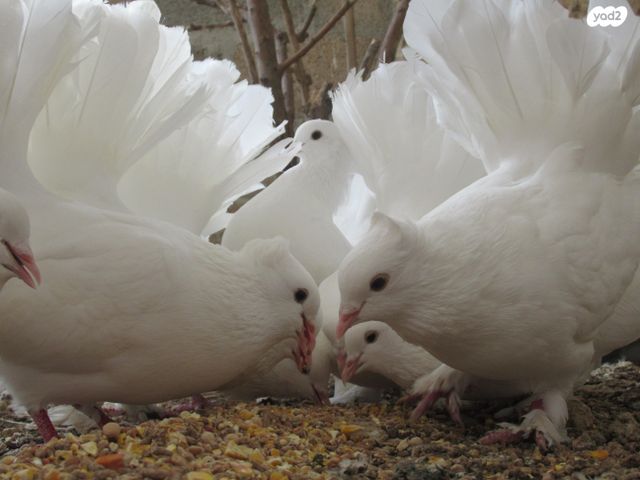 תמונת מודעה - חיות מחמד