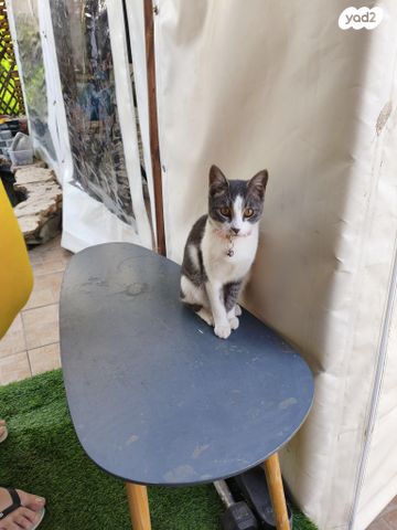 תמונת מודעה - חיות מחמד