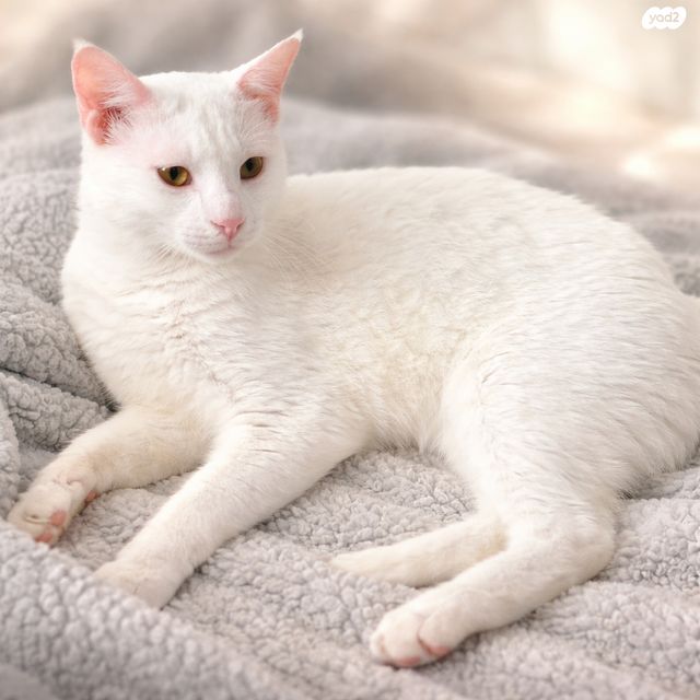 תמונת מודעה - חיות מחמד