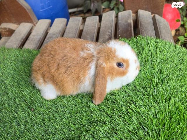 תמונת מודעה - חיות מחמד