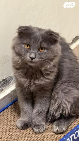 תמונת מודעה - חיות מחמד