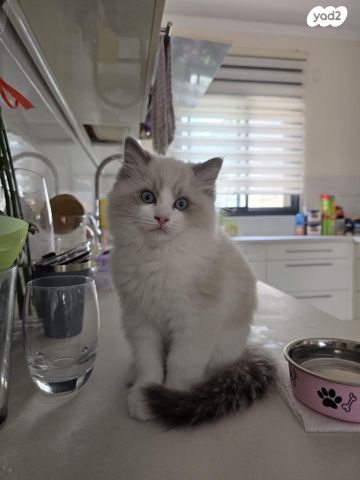 תמונת מודעה - חיות מחמד