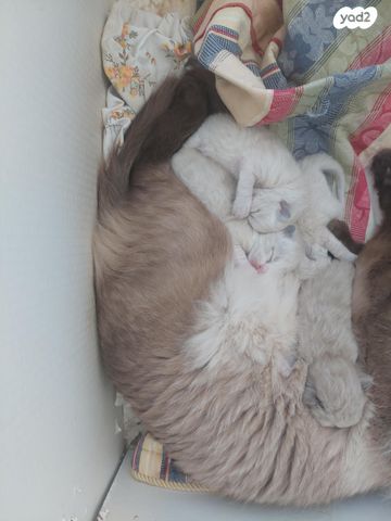 תמונת מודעה - חיות מחמד