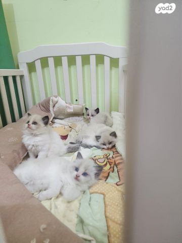 תמונת מודעה - חיות מחמד