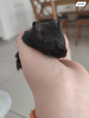 תמונת מודעה - חיות מחמד