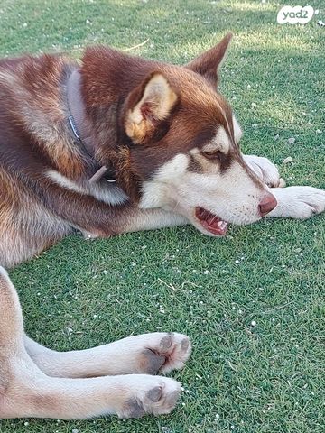 תמונת מודעה - חיות מחמד