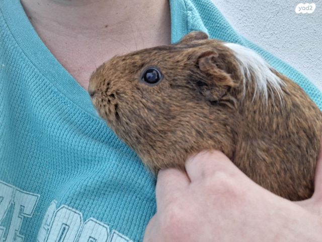 תמונת מודעה - חיות מחמד