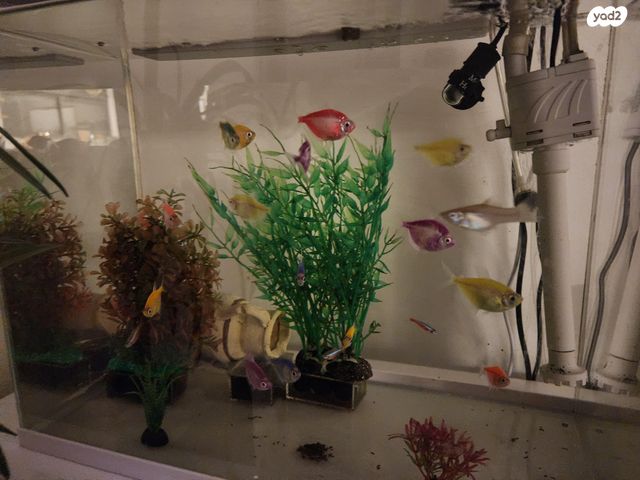 תמונת מודעה - חיות מחמד