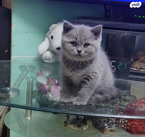 תמונת מודעה - חיות מחמד