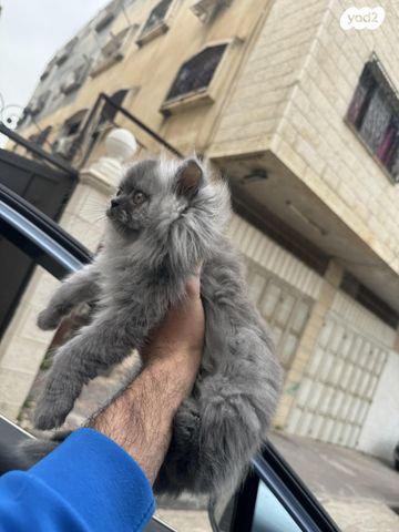 תמונת מודעה - חיות מחמד