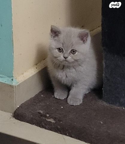 תמונת מודעה - חיות מחמד