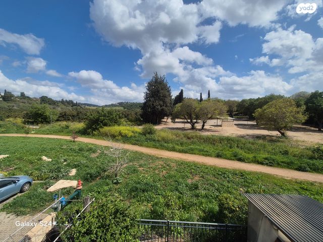 בצל האורנים