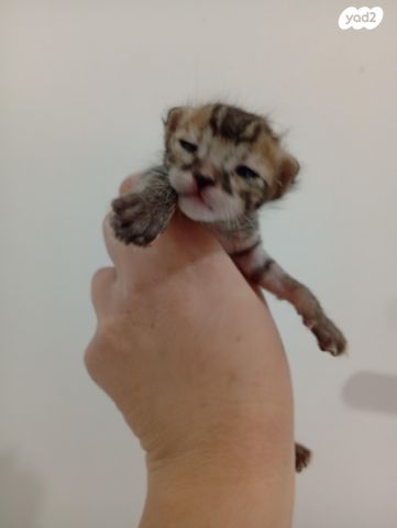 תמונת מודעה - חיות מחמד