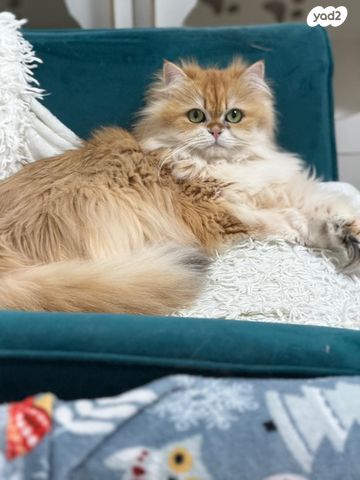 תמונת מודעה - חיות מחמד