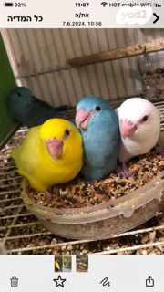 תמונת מודעה - חיות מחמד