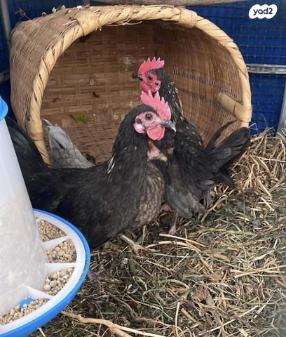 תמונת מודעה - חיות מחמד