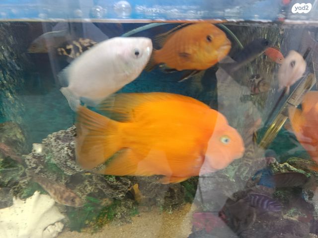 תמונת מודעה - חיות מחמד