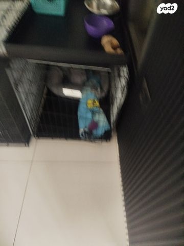 תמונת מודעה - חיות מחמד