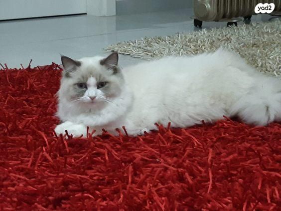 תמונת מודעה - חיות מחמד