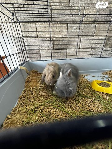 תמונת מודעה - חיות מחמד