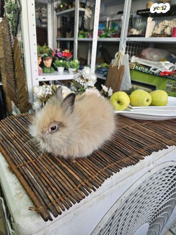 תמונת מודעה - חיות מחמד