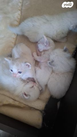 תמונת מודעה - חיות מחמד